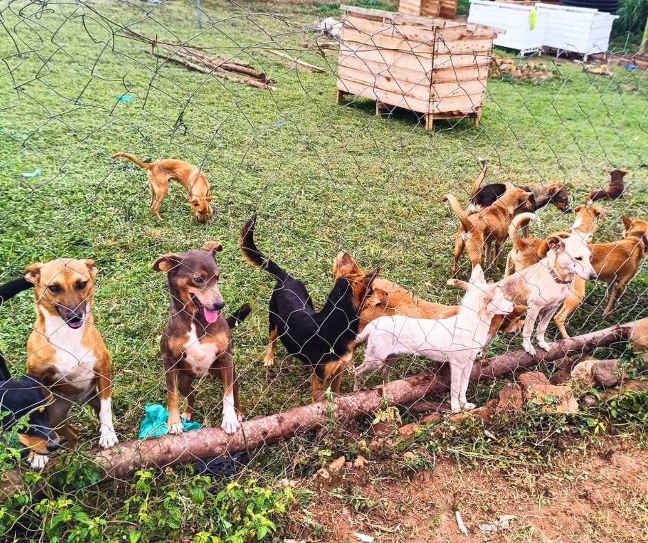 Network4Animals's tweet photo. 🇺🇬 Fake shelters in Uganda exploit dogs for profit, filming cruelty for donations that never reach the animals. We’re working with local partners to rescue survivors &amp; help stop the criminals behind this abuse.

👉 Help end this cruelty, donate here: https://t.co/Vrfk7uoE30. https://t.co/8EtiUnBcRl