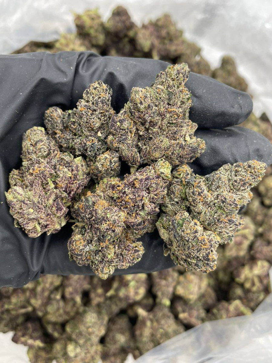 JamesMorgajpde's tweet photo. Animal Poppers indoors 🦒💥 
#Cannabiscommunity #Weedtwitter #Mmemberville https://t.co/39amv26ays