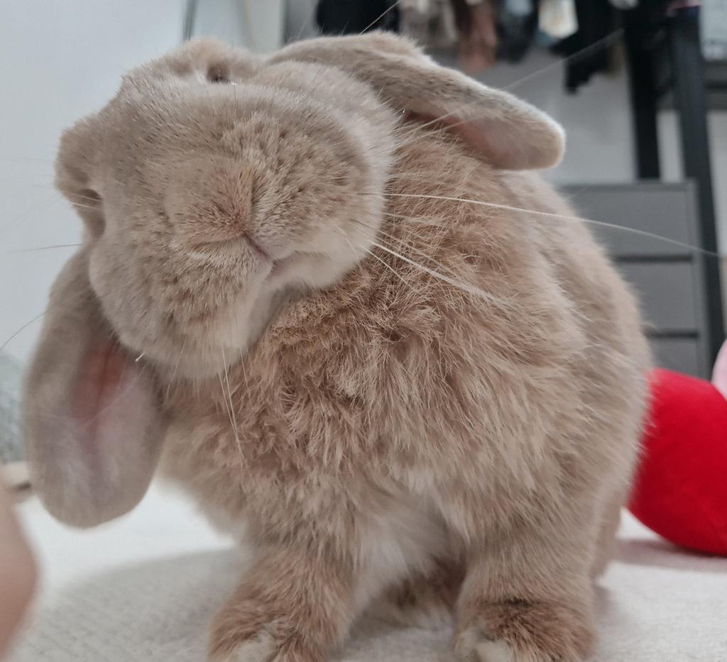 akemers_'s tweet photo. @komaripilled same 🐰💜 https://t.co/b4pwe6qc9Q