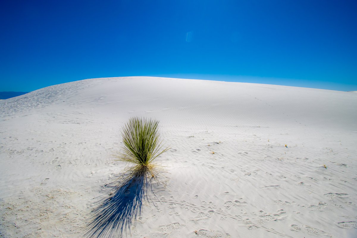 NewMexicoDrive's tweet photo. No politics. No news. Just a sand dune, silence, and the lonely yucca.
Te amo, New Mexico.
#newmexico #whitesands https://t.co/TxBWaXgQRA