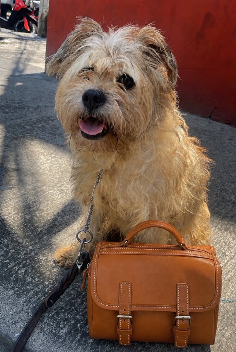 HELA_MORE's tweet photo. Oliver ya hizo su maleta por segunda vez, con toda la ilusión de que esta sea la última vez que tenga que empacar sus cosas en la pensión. 🧳🐾

Mañana se va a lo que esperamos sea su hogar definitivo.

Mañana les estaremos contando cómo va. Por favor, mándenle toda la buena vibra y los mejores deseos para que este nuevo comienzo sea el que cambie su vida para siempre. 🤍✨