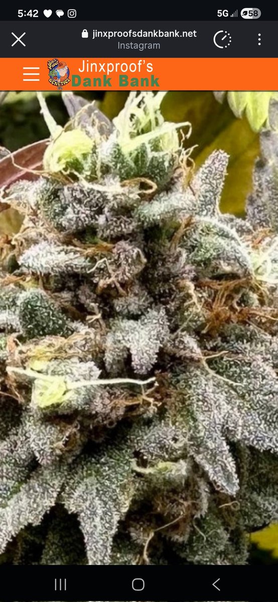 Jinxproof420's tweet photo. "FROST ADVISORY " 
JINXPROOF GENETICS ... https://t.co/keils7YFxN