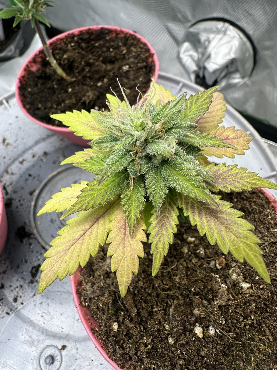 melodygrows's tweet photo. Black cherry punch micro auto 🩷 https://t.co/vchXXtkfe3