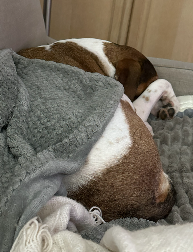 DaveScarangella's tweet photo. She's watching the hockey game with me. And she doesn't handle pressure well :) https://t.co/7PrDe4mNSJ