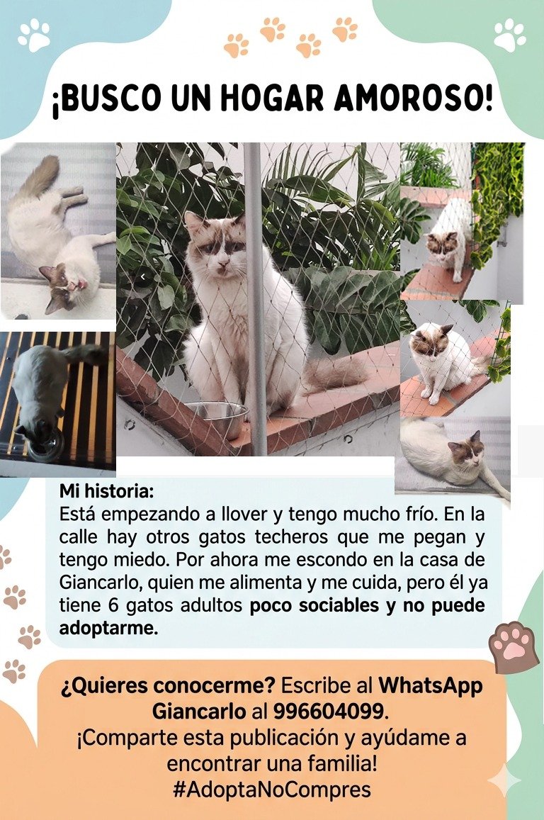 whatLlinidraws's tweet photo. AMIGOS, MAPACHO BUSCA CASA T.T ES UN HERMOSO  porfis RT https://t.co/MmyI4Qp6xO