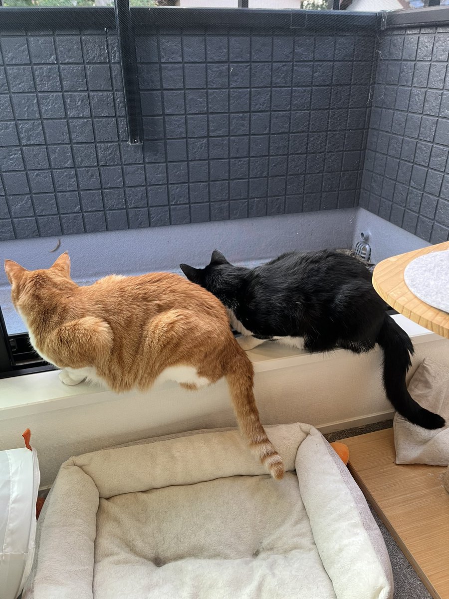 cat_stance's tweet photo. のろのろナメクジさんを注目🐈

#ねこ #cat #ねこかわいいね #キャットスタンス https://t.co/zjmkcMnEKE