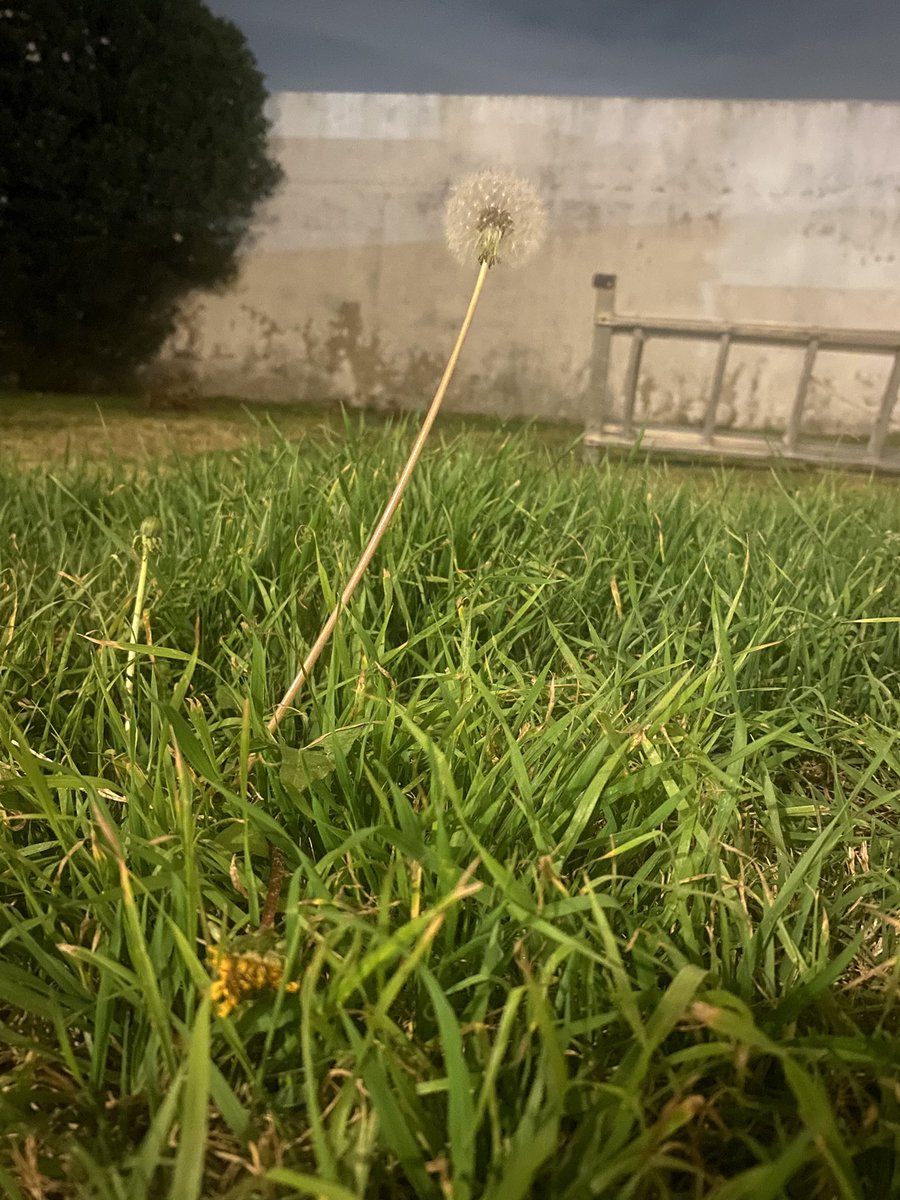 JmMenso's tweet photo. Y de repente salí al patio y me encontré a un “panadero”. Alguien le llama así?  Je https://t.co/KPEsOqlYWL