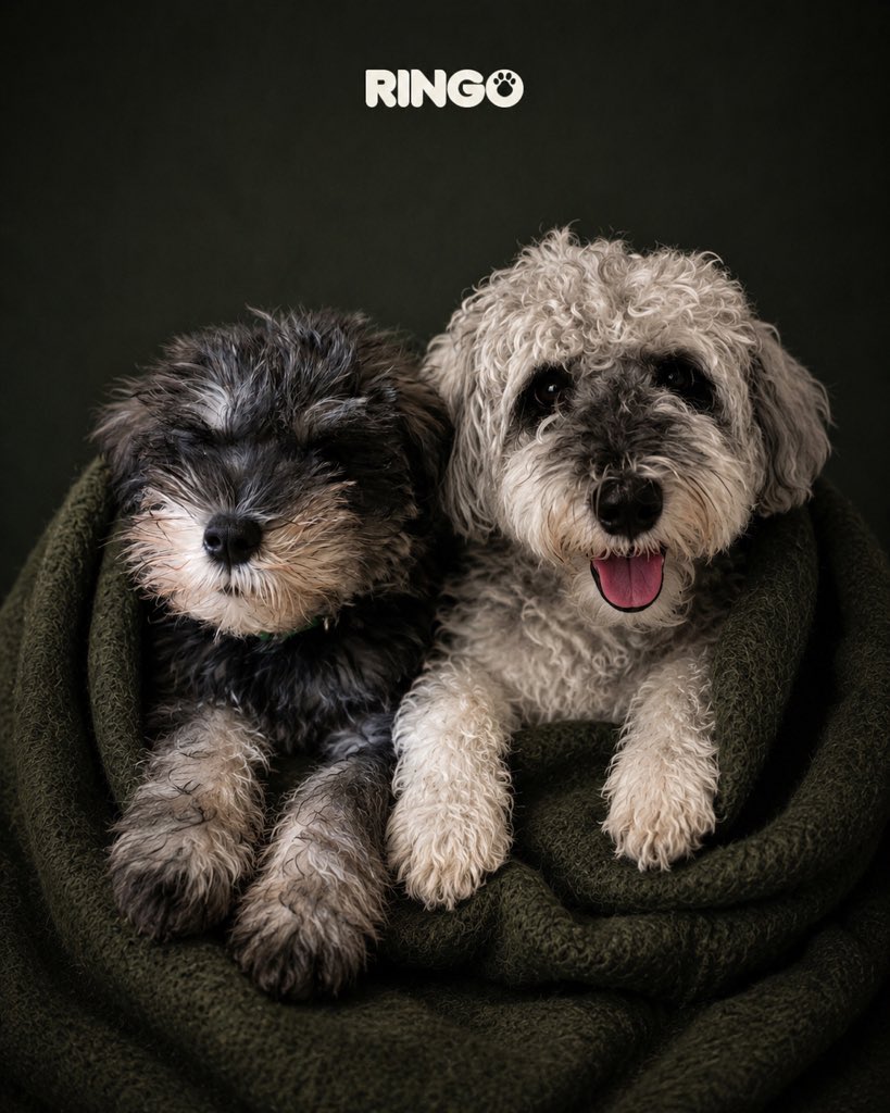 efectoringo's tweet photo. @PaolaAArevalo 🥰🐶❤️ https://t.co/s7KB9iyOKx
