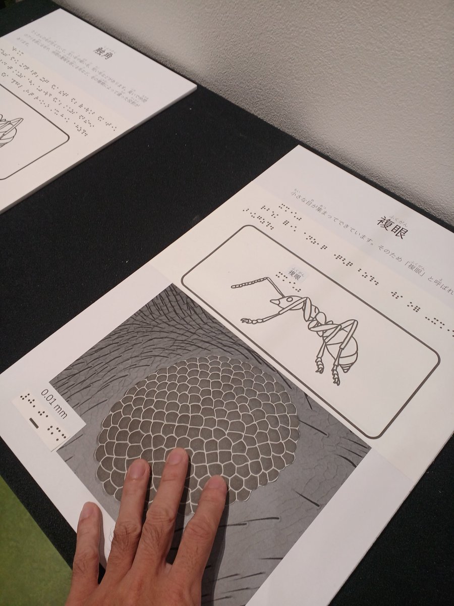 hsm_science's tweet photo. ミニ企画展示「触れるミクロなアリ図鑑」
トビイロケアリの電子顕微鏡画像を触知図化してみました。触知図はデコボコした立体図で、触れることで視覚障害者の方にも感じていただける展示手法です。巨大な模型とともに手で触れてアリの魅力を体感してみてください。
※展示は6月18日まで
#虫の日 https://t.co/udIbnX6SAS