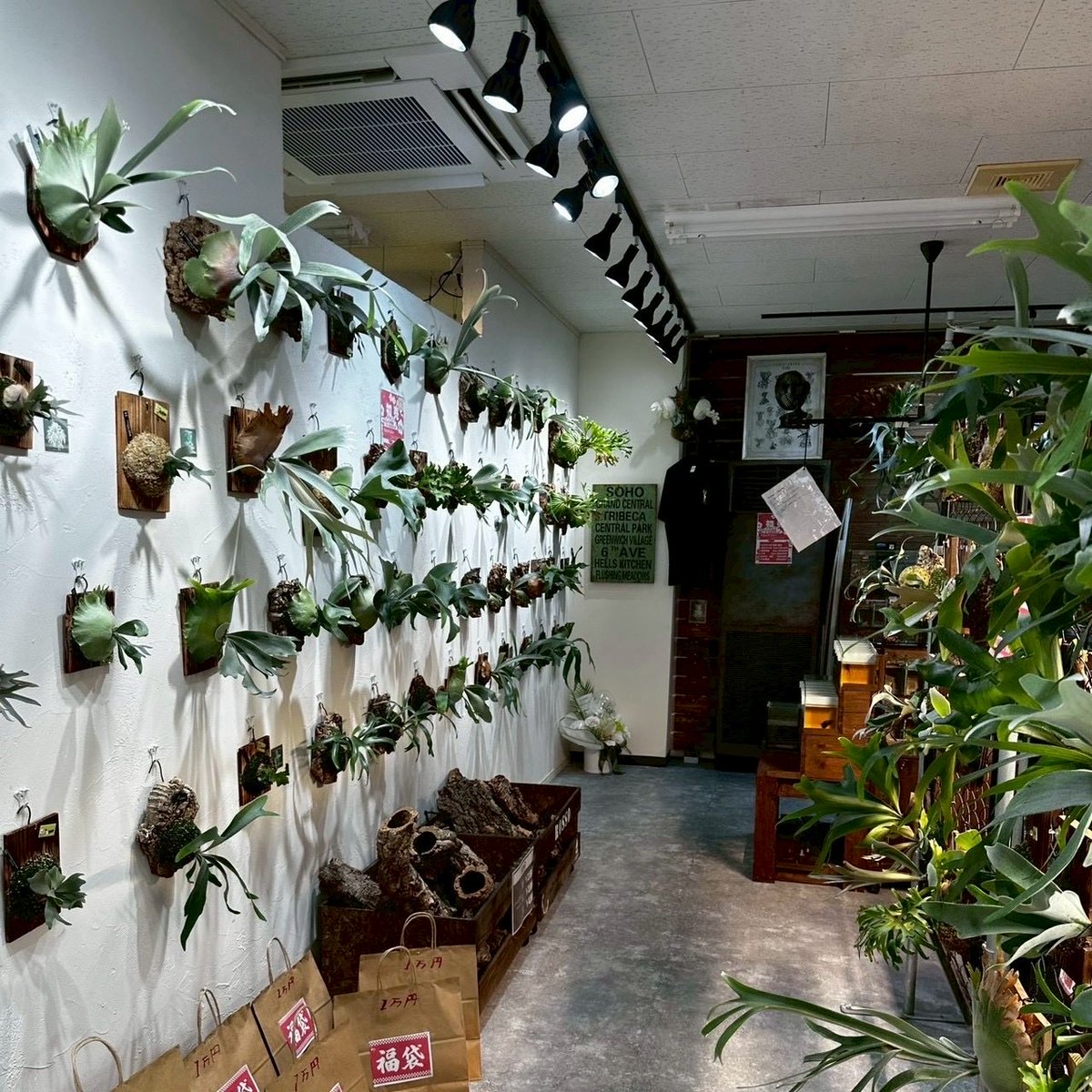 souransai2023's tweet photo. 6月20日(土)ミニ草乱祭
出店者紹介！
⁡
◾︎出店名
ROSSO PLANTS

◾︎SNSアカウント
Instagram:@rosso_plants
X:@rosso_plants

◾︎紹介文
宮城県の1番小さな町の七ヶ浜町に店舗を構えるビカクシダ専門店のROSSO PLANTSです。
タイ、台湾の有名ナーセリー各所にて直接セレクトしてきたビカクシダを1000株以上を育成、管理、展示、販売しております。
⁡
#草乱祭
#植物イベント
#埼玉
#多肉植物
#ビザールプランツ