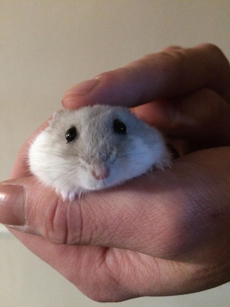 Tweets Of Hamster tweet media