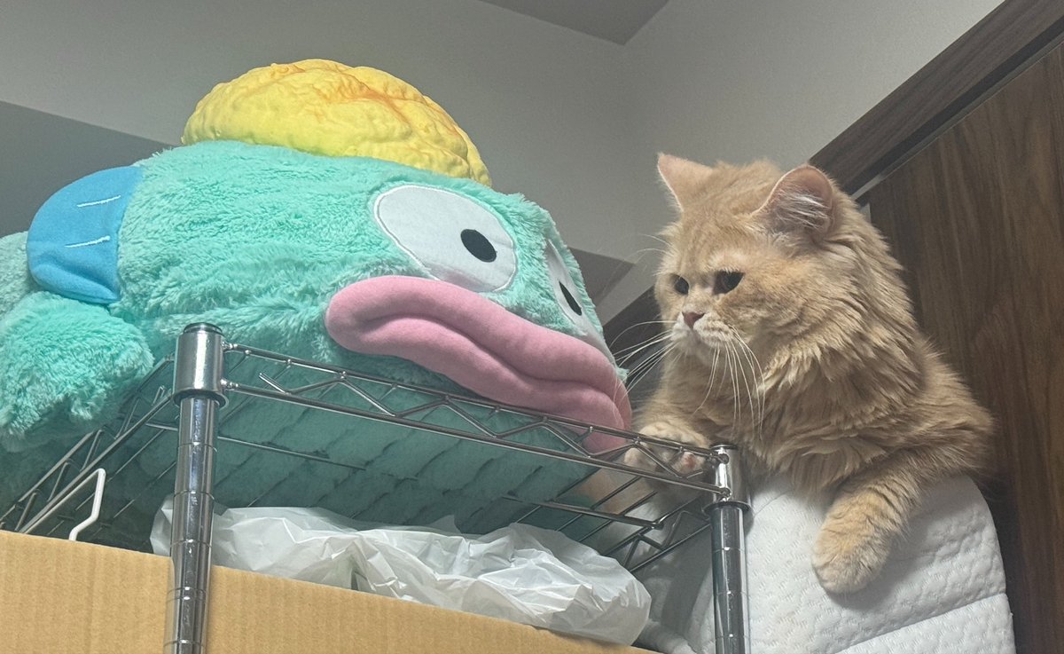 melon_denka's tweet photo. 未知との遭遇 https://t.co/2GhIouHd2A