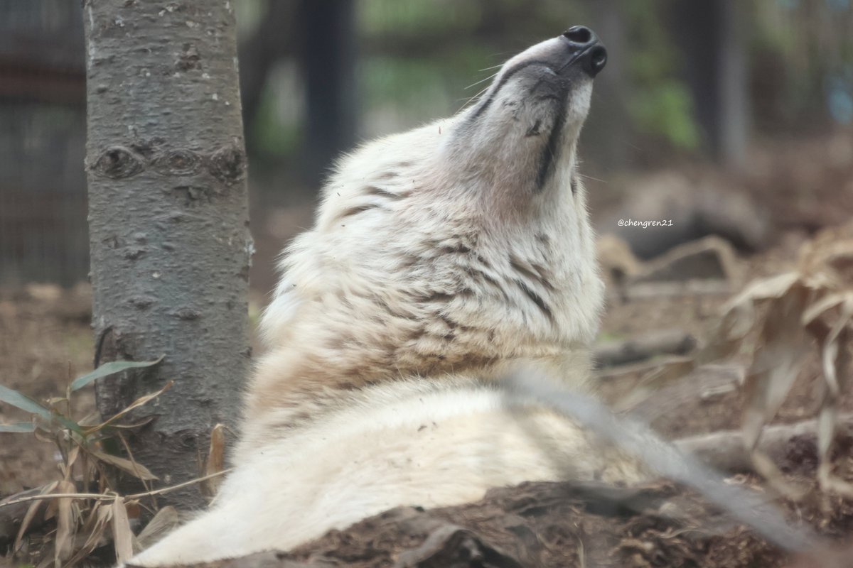 Cheng-Ren🦊🐺 (@chengren21) / Posts / X