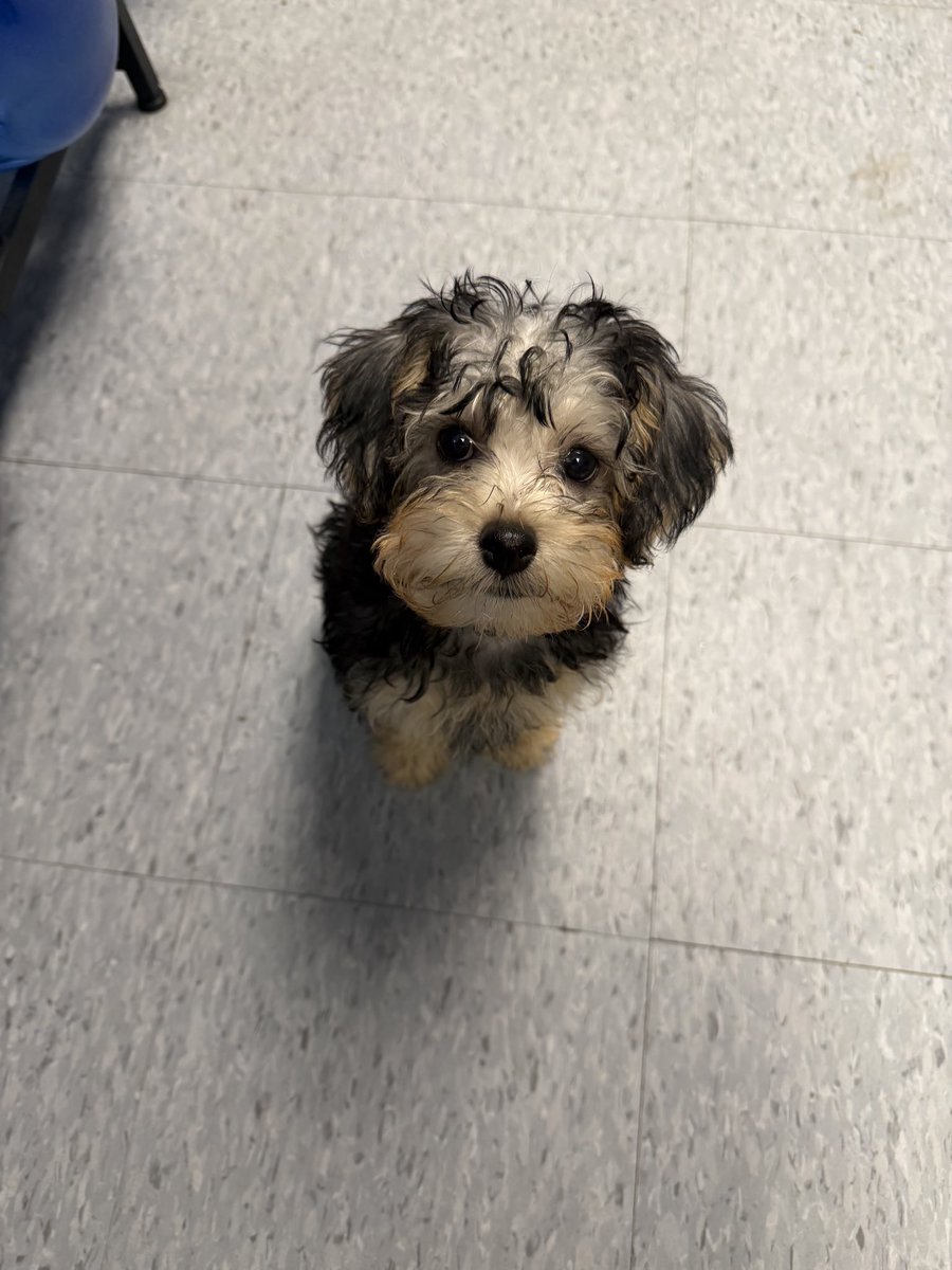 angeliqueewtff's tweet photo. Life updates: 
Got a new dog 
Got engaged
Lost weight https://t.co/E7LTFzYc2K
