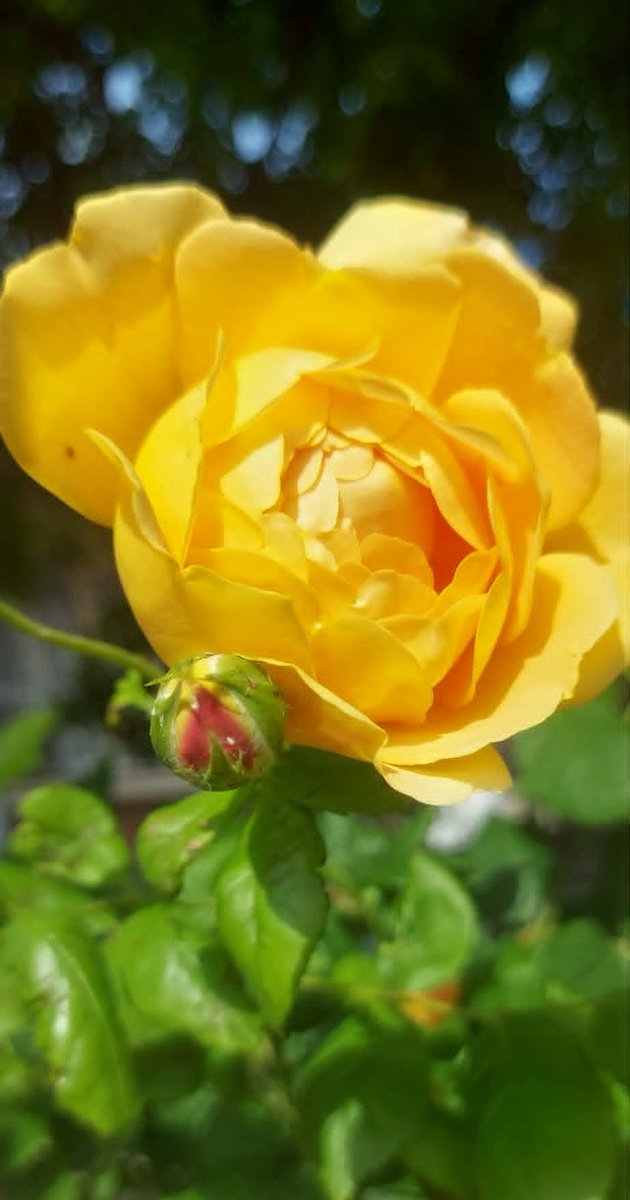 alina_amz's tweet photo. #RosesOnWednesday https://t.co/T6PJHtFdzQ
