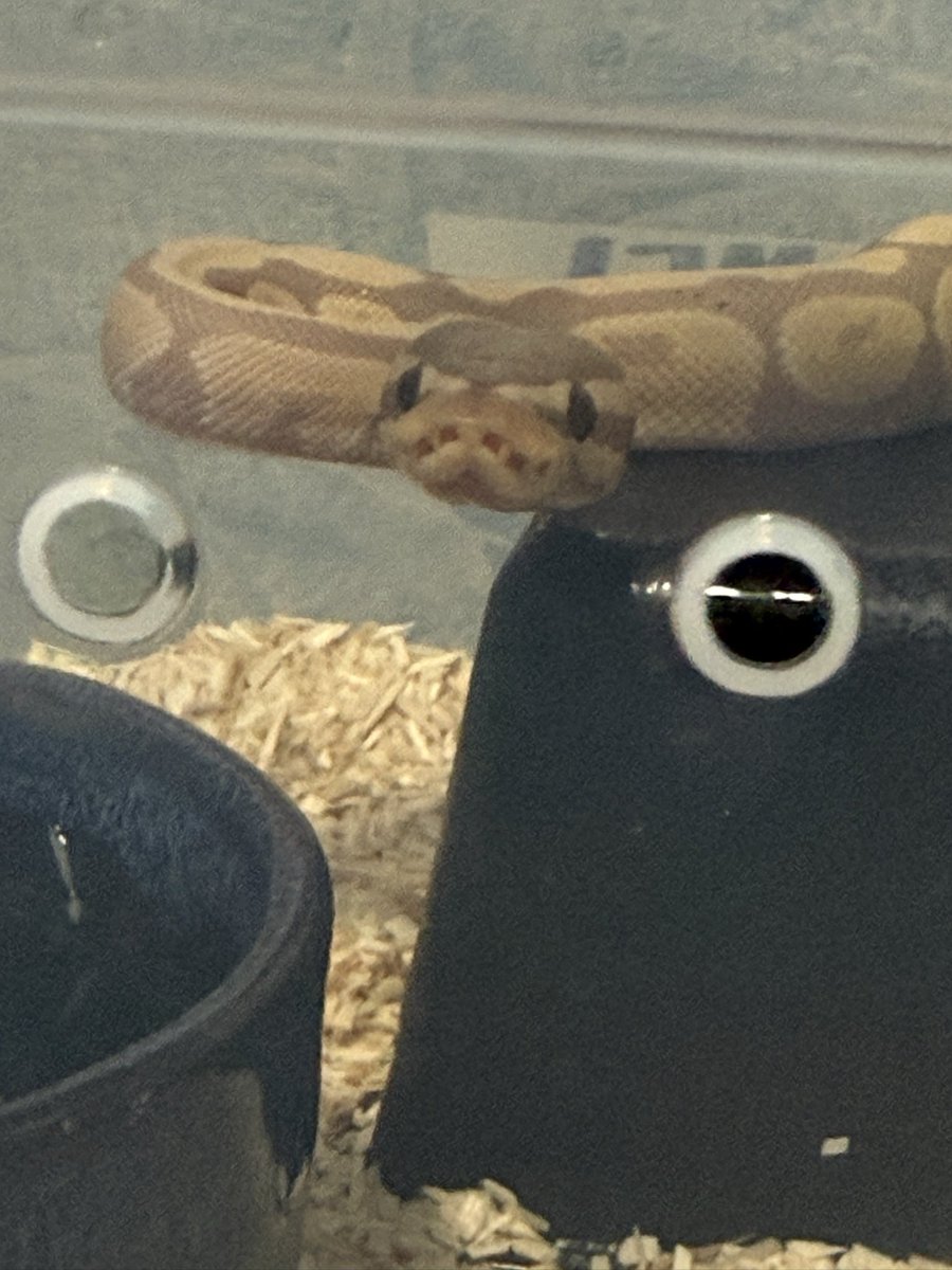 Harpp4r_'s tweet photo. 🤏 🐍⚠️ https://t.co/0bQWPi2oj9