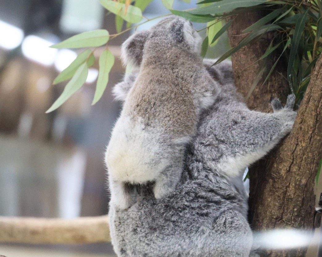 higashiyama5555's tweet photo. コアラの赤ちゃんのお尻は白くてふわふわ🐨

ミラとポル親子
＃埼玉県こども動物自然公園　＃コアラ https://t.co/O0jgJfjmH1