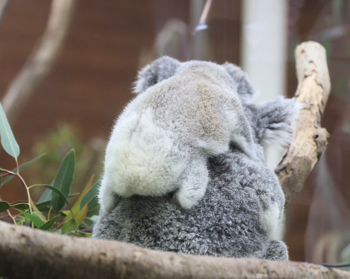higashiyama5555's tweet photo. コアラの赤ちゃんのお尻は白くてふわふわ🐨

ミラとポル親子
＃埼玉県こども動物自然公園　＃コアラ https://t.co/O0jgJfjmH1