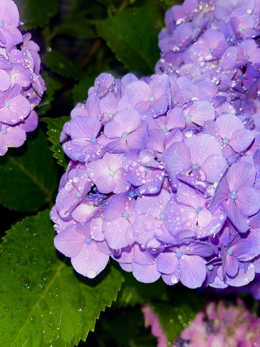 mp_soba's tweet photo. 紫陽花が昔の家に咲いていたことをめくるまで忘れていたの

#tanka #短歌 https://t.co/py5MKXWwSq