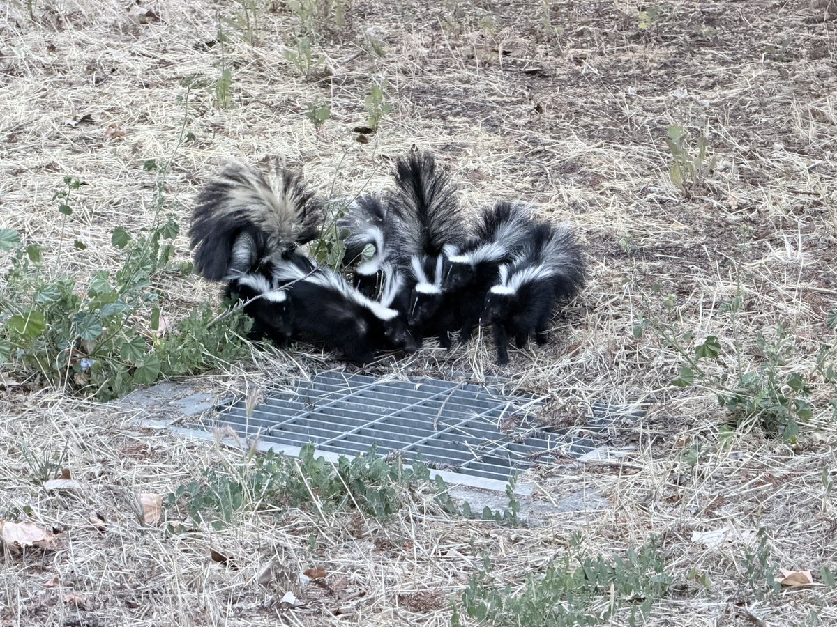 OldTVReference's tweet photo. Hard to get close enough for a good pic but saw this mama skunk surrounded by her babies https://t.co/eCfo4tlkuU