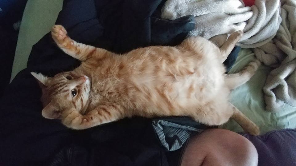 HawkSlayer's tweet photo. Our beautiful orange boy, Jonesy, has kidney failure in one of his kidney's. Kidney stones in both. Slightly enlarged heart.

My girlfriend and I are about to celebrate our 15th Anniversary together on the 5th. Jonesy is 12 years old and has been with us most of our relationship. https://t.co/qUeBaRiXQu