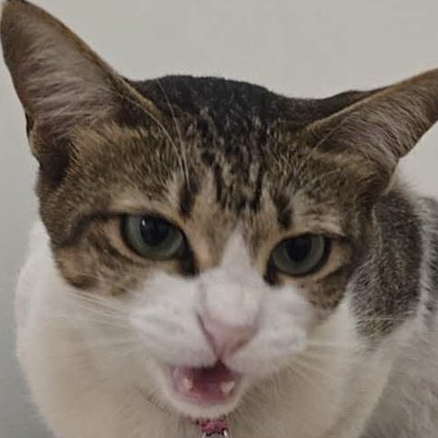 hoshihoshi_cat's tweet photo. Mukanya                           Kakinya https://t.co/RYUAcKuysn