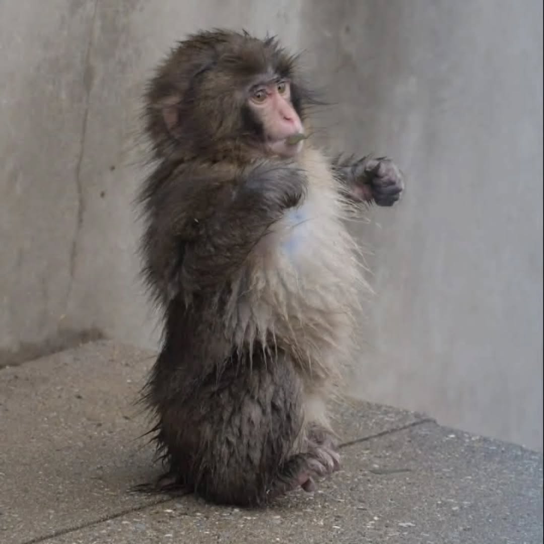 magicalnature5's tweet photo. Punch after taking bath 🚿😀 https://t.co/v0GOMGgzoW