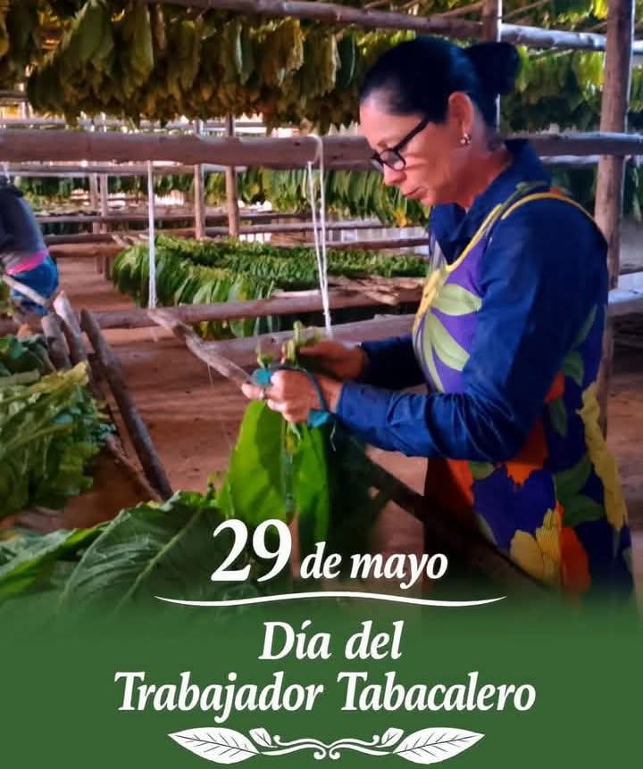 ONUREGranma's tweet photo. La ONURE en Granma felicita a todos los trabajadores del sector tabacaleros del país y en especial a los granmences en su día feliz día
@ONUREGranma 
@BarceloOrt92635 https://t.co/ppVvpZXz94