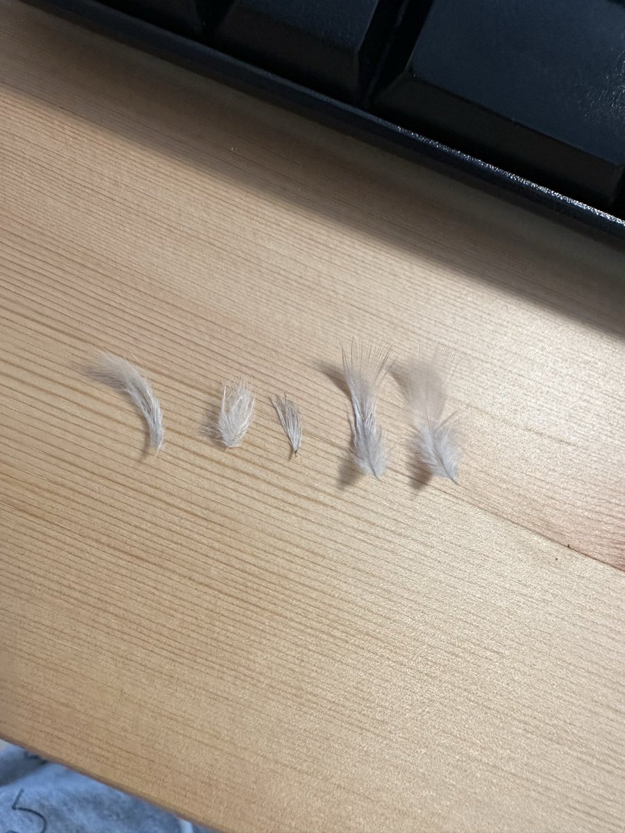 hiro_m26_'s tweet photo. 7ヶ月シルバー文鳥、ゆきちゃん(女子)。全体的にボサボサした感じで乱れている。羽が細く、コシがなく柔らかい。雛換羽のあと、連続して換羽が来ているように見ています。週末に他の子の件で通院するので診てもらおうと思います。 https://t.co/FHbYNjXgu3