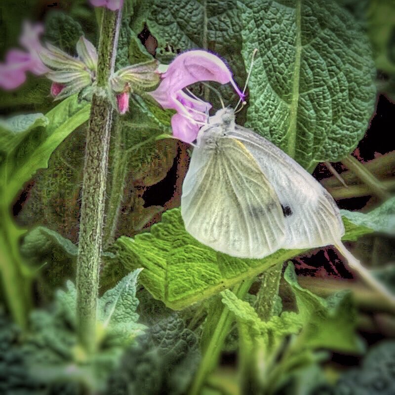 MicRic290's tweet photo. |🇨🇦 In my garden: ‘Cabbage White’ butterfly on a purple dead-nettle.
Dans mon jardin: une « Piéride du chou » sur un Lamier pourpre.
Today’s Daily Picture Theme is ‘Contributor's Choice: Butterflies'
#DailyPictureTheme
#FlowersOnTuesday #TinyFlowerTuesday
#CollectionsInMyGarden https://t.co/RkqUlErKNr