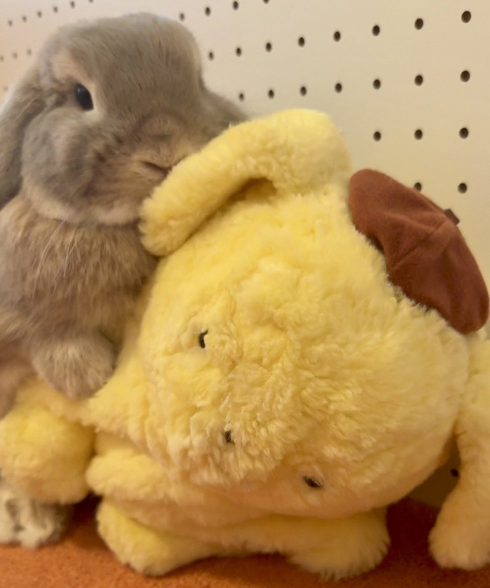 usaprn's tweet photo. 守り隊🐰(会員大募集)会員番号:0214🍮 https://t.co/ipxTIs9BR5