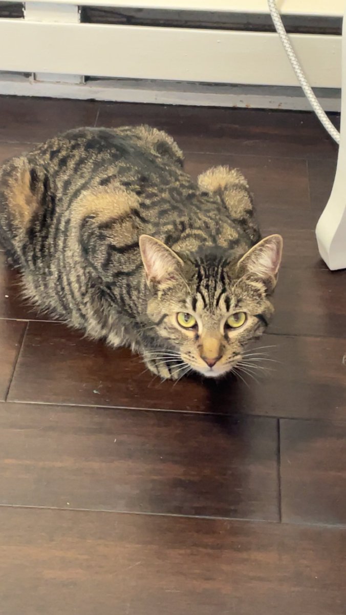 moonckat's tweet photo. @nesssify YAY! here r mine :3 cat pic trade https://t.co/9qRdjBLeTX