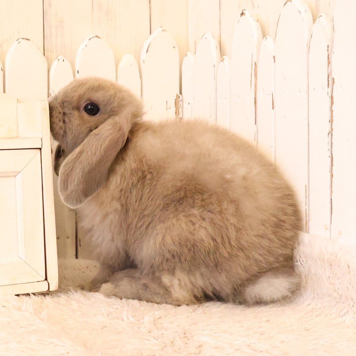 RabbitLink2's tweet photo. ちびうさぎさんがデビューします♪
今週は帽子がとってもお似合い♡ダンディな（？）ネザーのオレンジくんと
深～いボディカラーが大人可愛いホーランドのブルートートちゃん💕
オレンジくんのかわいい帽子愛はHPのブログへどうぞ♪ https://t.co/PBmPBwlJQP