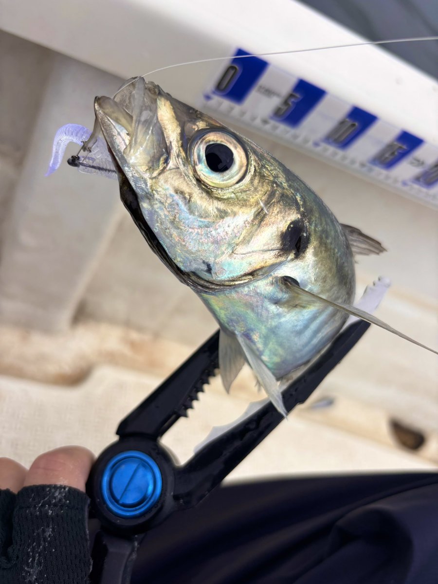 fishing_kana's tweet photo. 久々のバチコン!
MAX44.5cm Ave.30cmくらいで最高でした!
どの個体も脂乗ってて美味しかったけど、ギカアジが格別に美味しかった👍
#Fishman #Beamsinte64UL #BlueBlue #尺ヘッドR #LEGITDESIGN #スイスイGIGA https://t.co/J4z8kAOpK2