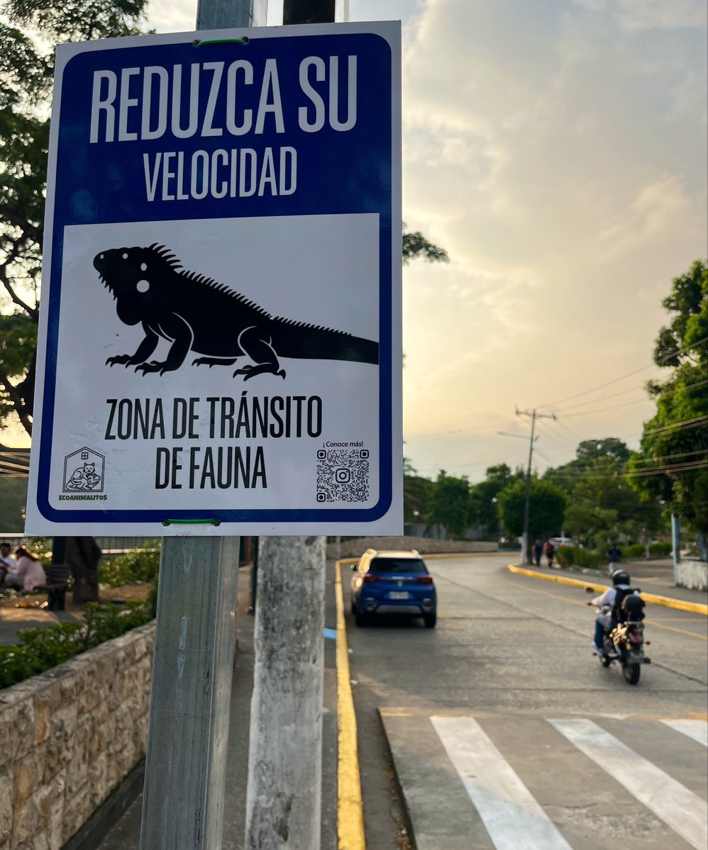 LeonelFuentesS's tweet photo. #Guayaquil también necesita autoridades que se preocupen por ellos👇 
#faunaurbana 
#vidasilvestre 
#CiudadesVerdes🇪🇨 https://t.co/90poIPKw0C