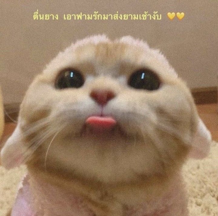 ฟอยอ. tweet media