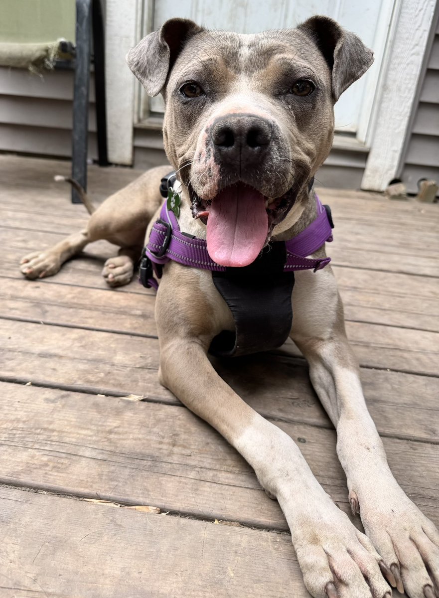 SCARS_Alberta's tweet photo. Meet Lady 🐾

Lady is the kind of dog who melts into you the moment you give her attention. Sweet, affectionate, and full of playful energy, she absolutely lives for love and connection.

She’s got a gentle soul but is still building her confidence, so a home with a calm, confident male dog would really help her shine. That said, she’d also thrive soaking up one-on-one attention—she’s happiest when she’s close to her people.

Apply online at https://t.co/6LEM3aPAnL