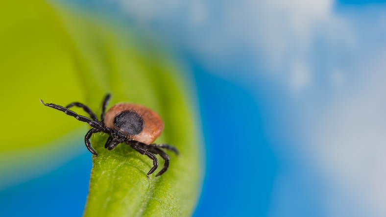 HWBulletin's tweet photo. Tick-borne disease are on the rise...

https://t.co/zVthEB5bVq https://t.co/uTHRjlhMQm
