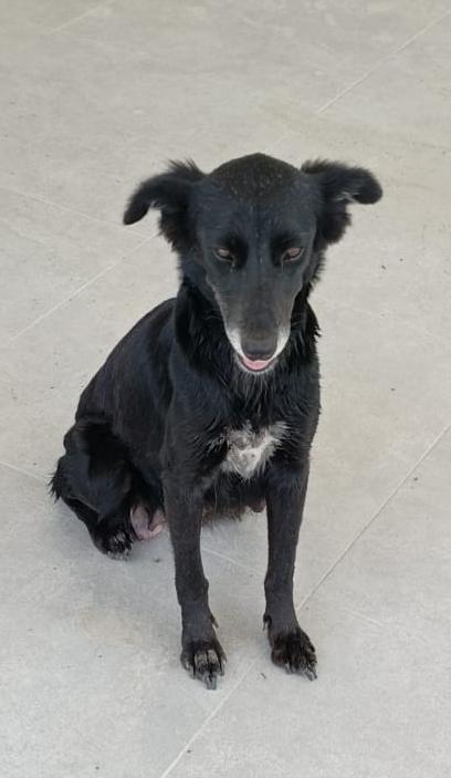 lyssitta's tweet photo. SERVICIO SOCIAL✅️
#ADOPTA 🐾 ❤️
NOS PIDEN PUBLICAR 👇🏻

me podría ayudar publicando la foto de esta perrita, hace algunos días, me hizo el favor de subir a sus cachorros, gracias a Dios ya fueron adoptados, pero aún no le he encontrado hogar a ella, tiene un año aproximadamente, salió preñada en su primer celo, quien desee adoptarla, se le llevaría a una zona acordada, y también se le ayudaría con la esterilización y vacunas de la perrita. La perrita se encuentra en el canton las Marías, Santa Ana. Mayor información al 64308409
Santa Ana