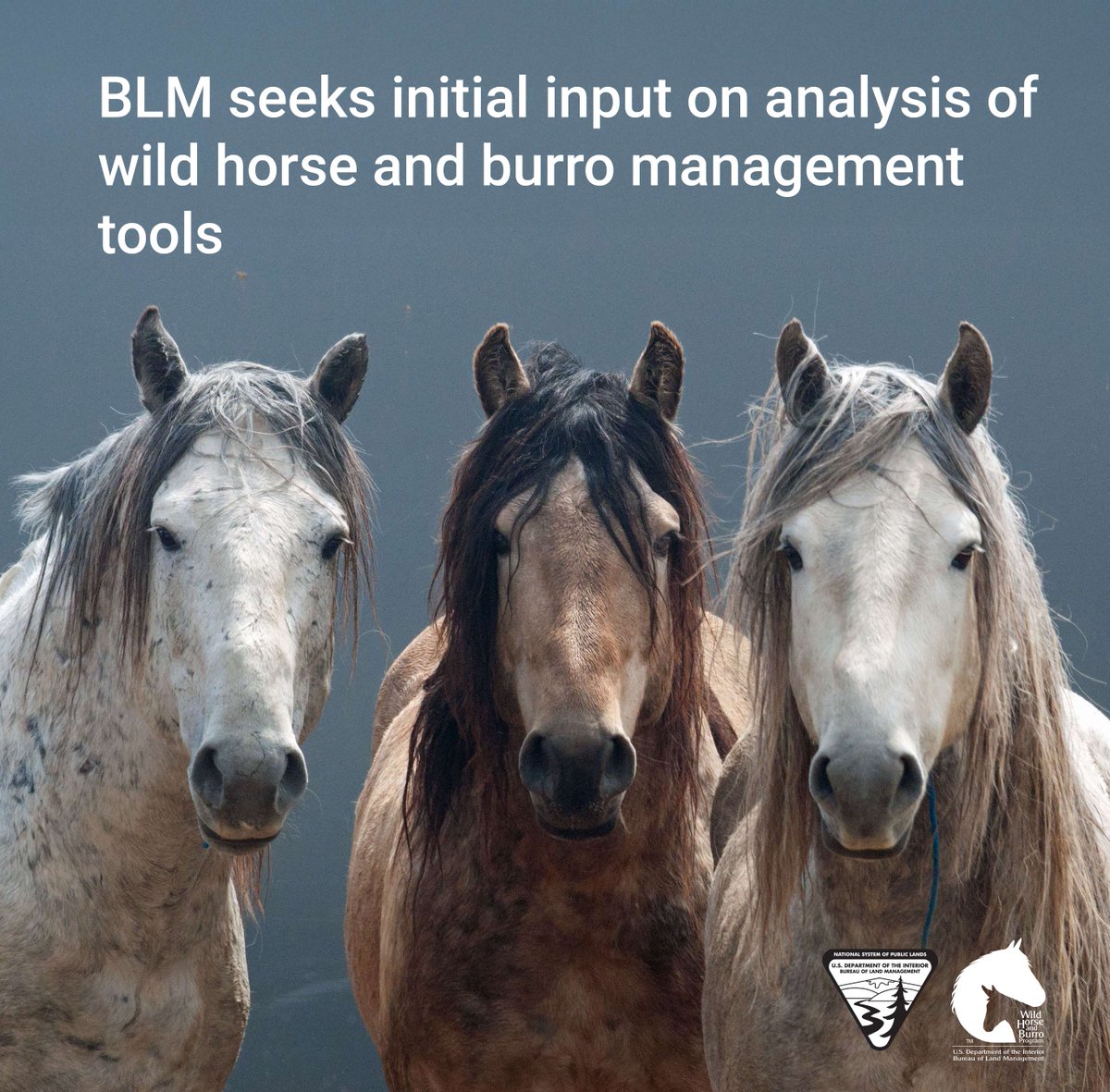 BLMWHB's tweet photo. We need your input! 

The BLM is conducting initial scoping for an environmental review to analyze humane, science‑based tools for managing wild horse and burro herds on public lands. Today, herd sizes are more than three times above what the range can sustainably support, and your feedback can help shape solutions that protect both healthy animals and healthy rangelands.

The assessment will analyze and compare a range of management alternatives to reduce overpopulation and slow growth, including gather and fertility control methods, to improve how the BLM manages and protects herd and land health. The assessment won’t authorize new actions, but it will streamline future reviews and strengthen outcomes for wild horses, wildlife, and public lands.

Share your substantive comments through the BLM National NEPA Register’s Participate Now feature through July 2, 2026.

🔗 https://t.co/xpEKQrQW4E