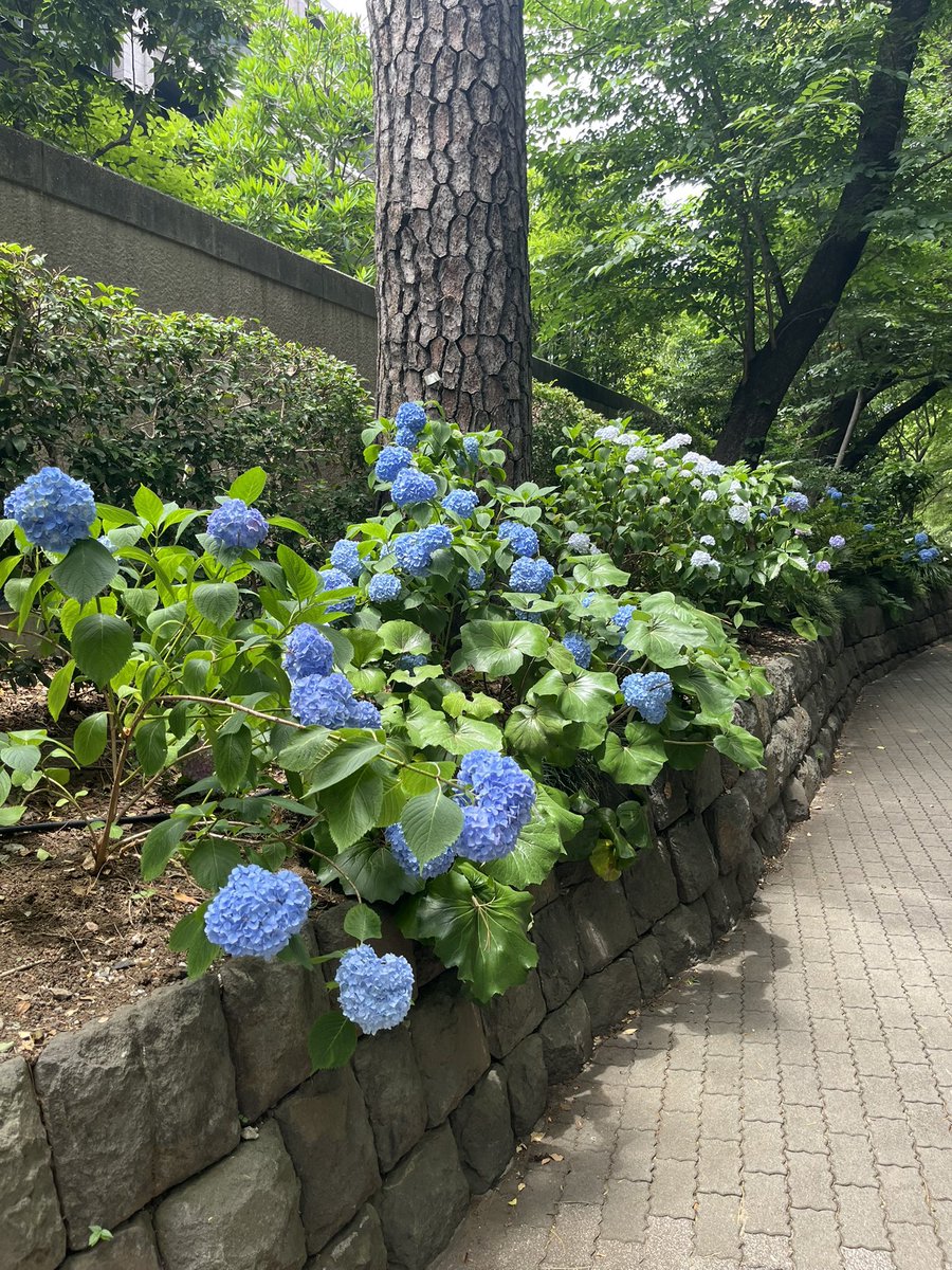 KARUS780096's tweet photo. 御殿山の坂道 https://t.co/OU7HckQ3WU