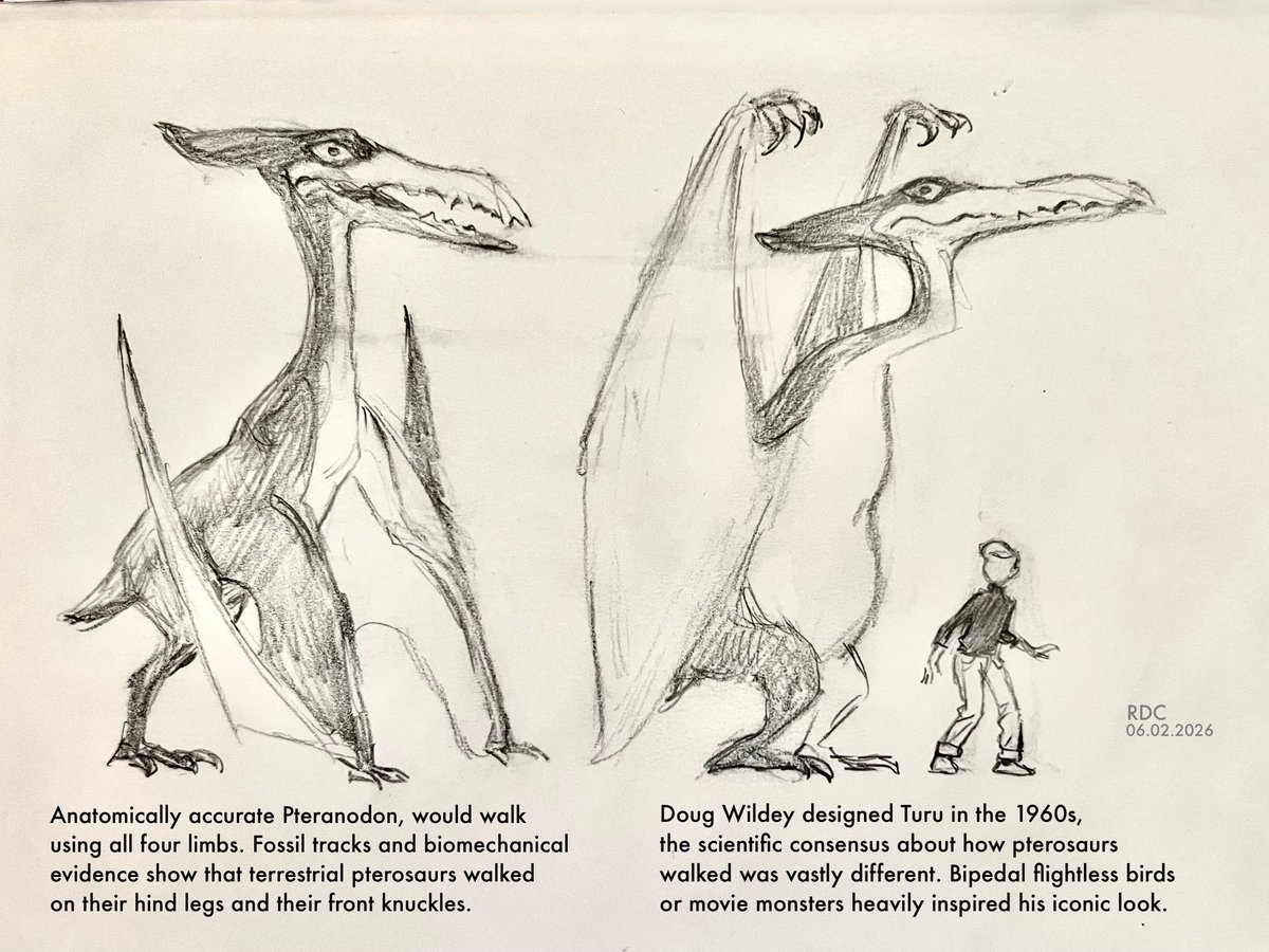 ronniedelcarmen's tweet photo. Turu walking. Most fave cartoon pterosaur. Our classic Turu is behaved much like a cartoon buzzard, with its arms up as its default pose when it walks. I did a comparison drawing with current data #JonnyQuest https://t.co/mLpl85FTla