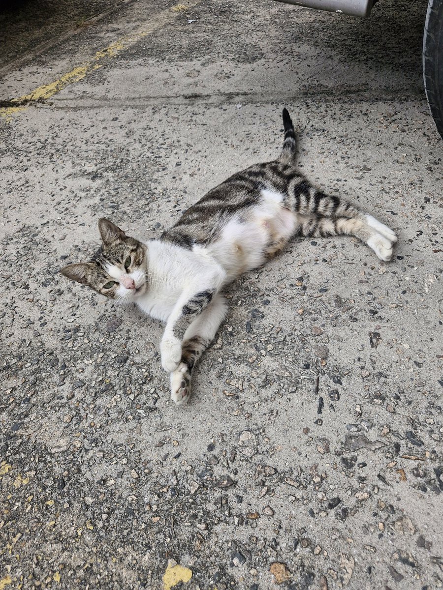 majumarqs's tweet photo. to precisando de ajuda se alguém conhecer gente q esteja disposta a adotar um gatinho ou pelo menos dar lar temporário pf me chama https://t.co/P1pUqTMob2