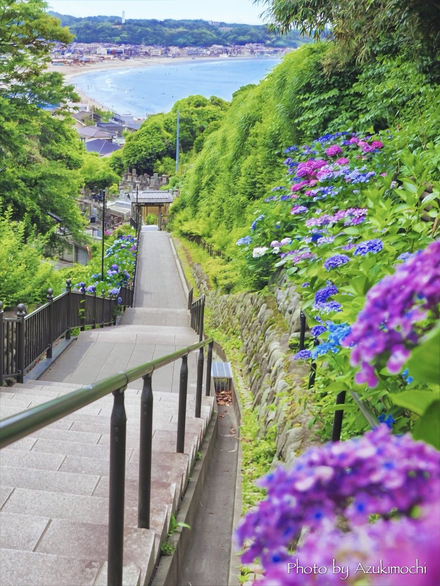 azukimochi_2nd's tweet photo. 紫陽花越しからの鎌倉の海岸が見えるこの場所も中々良いです

成就院  由比ヶ浜海岸 https://t.co/BZyaSkg0jM