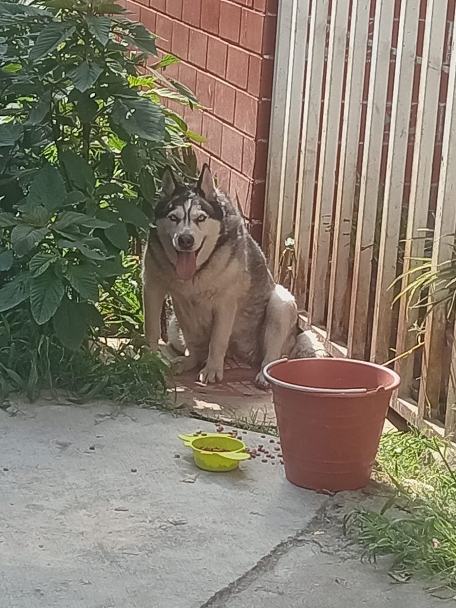 Tiofelino's tweet photo. Me mandaron este caso. ¿Alguien nos puede apoyar?

"¿Me puedes ayudarme a difundir este caso? Esta bebé está embarazada al parecer; está dentro de mi unidad habitacional Fuerte de Loreto, en la alcaldía Iztapalapa; es la colonia Ejército de Agua Prieta" https://t.co/0jpE78PLuB
