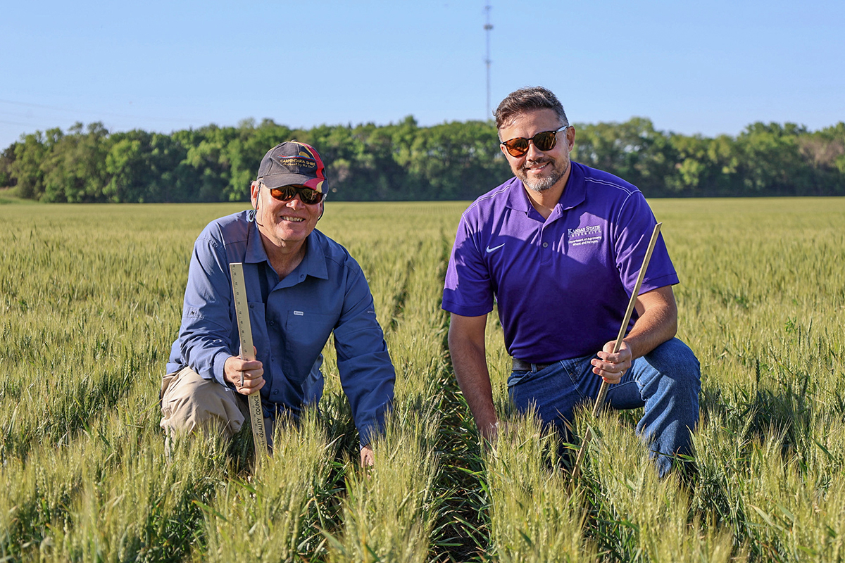 kstateag's tweet photo. Great agricultural research happens when ideas cross borders. 🌾

At @KStateAg, partnerships like the collaboration between Lollato and Australia’s Kirkegaard help connect global expertise to local challenges — advancing practical solutions.

Read more https://t.co/XuQlIIGQRv https://t.co/NaeFYlU6Fh
