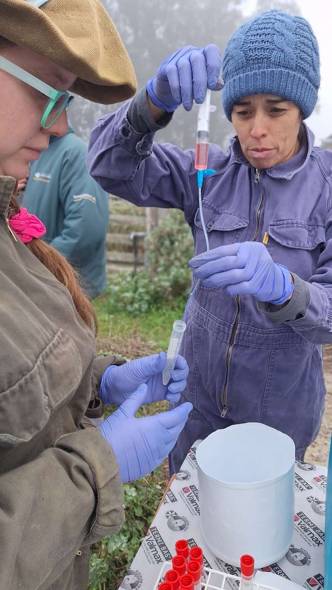 SDVEBalcarce's tweet photo. Prueba de eficacia de vacuna en vaquillonas gestantes en INTA Balcarce.
@intaargentina https://t.co/0Qi4DRPsO9