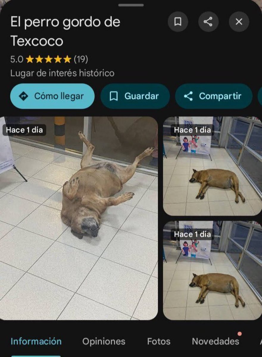 DiloConPerritos's tweet photo. ¿Ya lo googlearon? 👀 https://t.co/QIiVKBBoKo