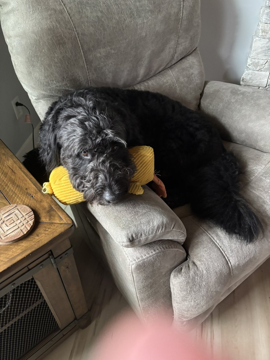 awrylore's tweet photo. he likes to use his toys as pillows https://t.co/qPsILQ1xEd