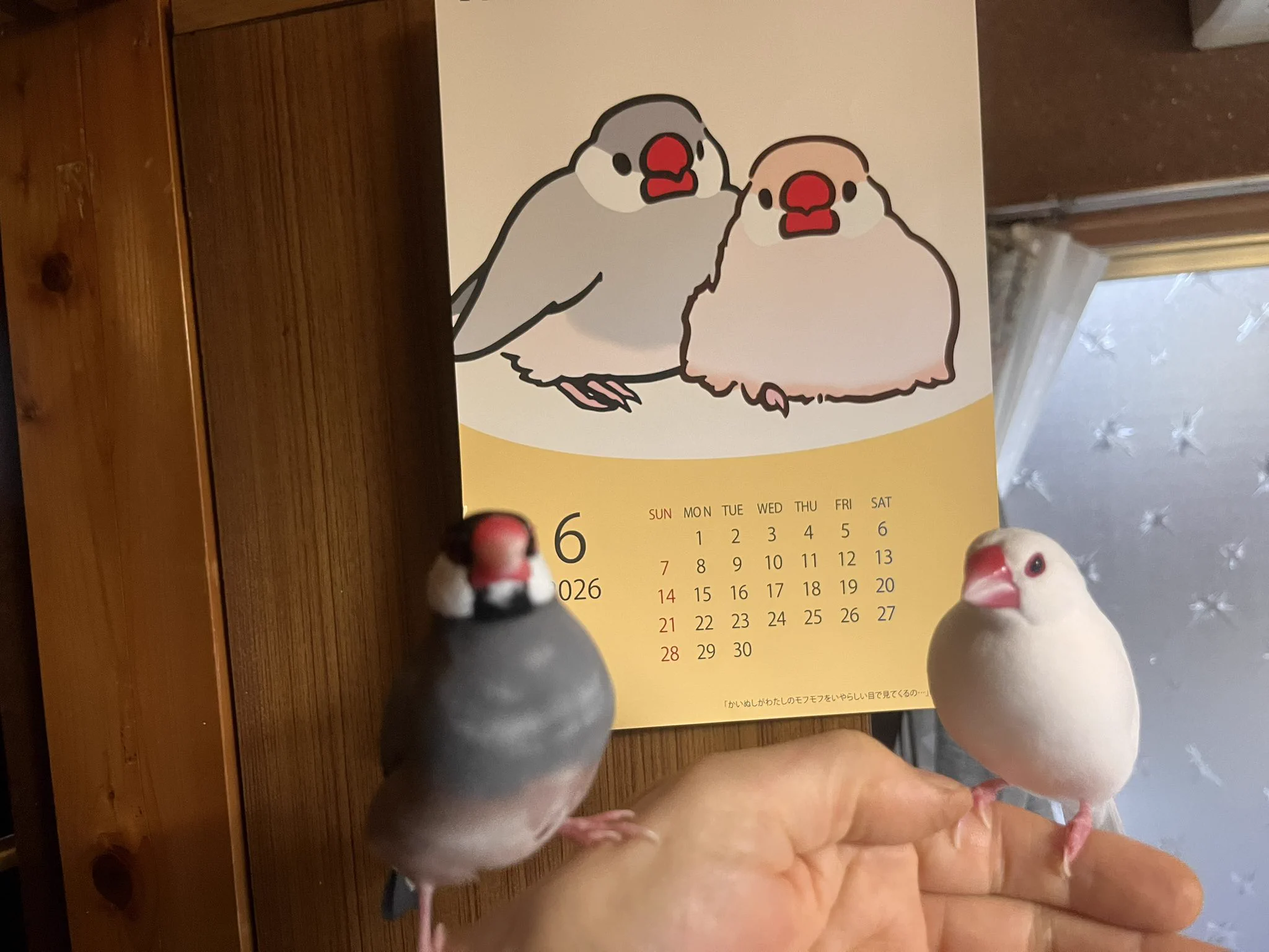 ぽんきち ぽんきち。 on X: 